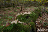 Wildnisgebiet Dürrenstein