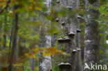 Wildnisgebiet Dürrenstein