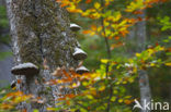 Wildnisgebiet Dürrenstein