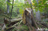 Wildnisgebiet Dürrenstein