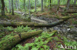 Wildnisgebiet Dürrenstein