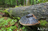 Wildnisgebiet Dürrenstein
