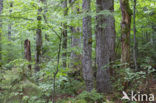 Wildnisgebiet Dürrenstein