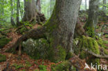 Wildnisgebiet Dürrenstein