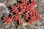 White Stonecrop (Sedum album)