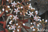 White Stonecrop (Sedum album)