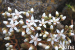 White Stonecrop (Sedum album)