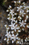 White Stonecrop (Sedum album)