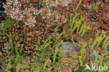 White Stonecrop (Sedum album)