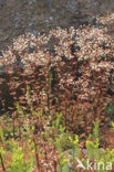 White Stonecrop (Sedum album)