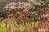 White Stonecrop (Sedum album)