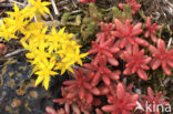 White Stonecrop (Sedum album)