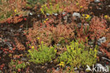 White Stonecrop (Sedum album)