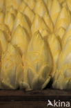 Belgian endive