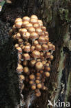 Common stump Brittlestem (Psathyrella piluliformis)