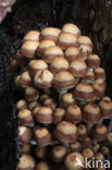 Common stump Brittlestem (Psathyrella piluliformis)