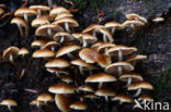 Common stump Brittlestem (Psathyrella piluliformis)