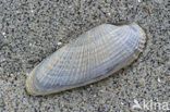 White Piddock (Barnea candida)