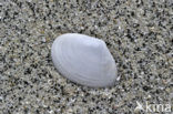 White Furrow-shell (Abra alba)