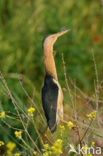 Little Bittern (Ixobrychus minutus)