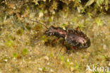 Asaphidion pallipes