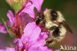 Zandhommel (Bombus veteranus) 