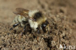 Zandhommel (Bombus veteranus) 