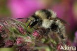 Zandhommel (Bombus veteranus) 