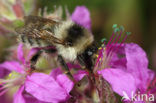 Zandhommel (Bombus veteranus) 