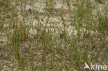 Zandzegge (Carex arenaria)