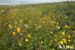 Zeemelkdistel (Sonchus arvensis var. maritimus)