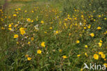 Perennial Sow-thistle (Sonchus arvensis var. maritimus)