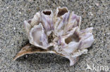 Acorn barnacle (Megabalanus tintinnabulum)