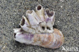Acorn barnacle (Megabalanus tintinnabulum)