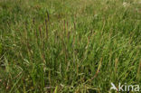 Sea Plantain (Plantago maritima)