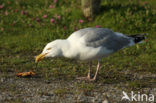 Zilvermeeuw (Larus argentatus)