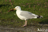 Zilvermeeuw (Larus argentatus)