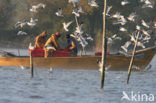 Zilvermeeuw (Larus argentatus)