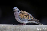 Zomertortel (Streptopelia turtur) 