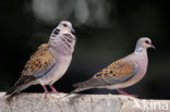 Zomertortel (Streptopelia turtur) 