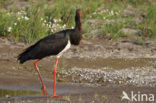 Black Stork (Ciconia nigra)