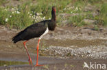 Zwarte Ooievaar (Ciconia nigra)