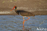 Zwarte Ooievaar (Ciconia nigra)