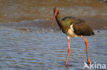 Zwarte Ooievaar (Ciconia nigra)