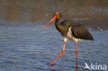 Zwarte Ooievaar (Ciconia nigra)