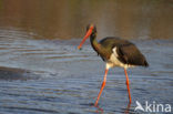 Zwarte Ooievaar (Ciconia nigra)