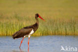 Zwarte Ooievaar (Ciconia nigra)