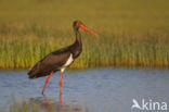 Zwarte Ooievaar (Ciconia nigra)