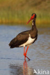 Zwarte Ooievaar (Ciconia nigra)