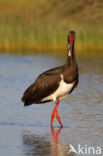 Zwarte Ooievaar (Ciconia nigra)